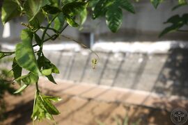 鸡蛋果04.jpg