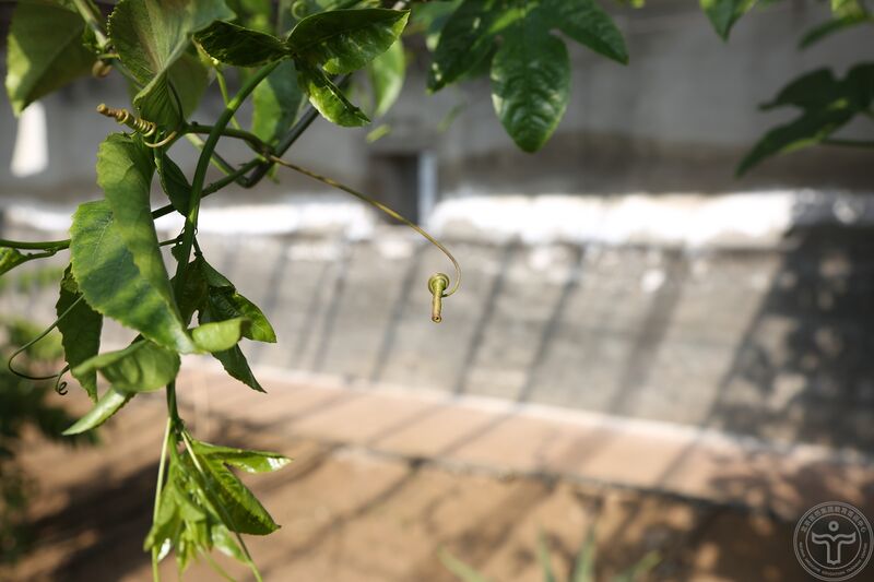 文件:鸡蛋果04.jpg