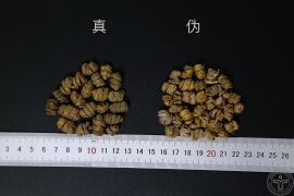 YP-铁皮石斛-1.JPG