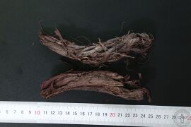YP-紫草-0.JPG