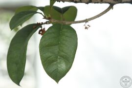 桂花08.jpg