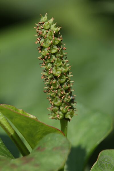 文件:蕺菜19.jpg