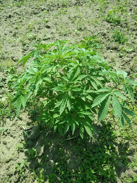 文件:大麻03.jpg
