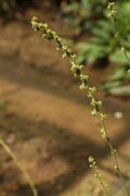 龙牙草06.jpg