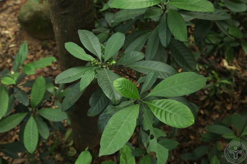 文件:山大颜04.jpg