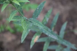 龙胆02.jpg
