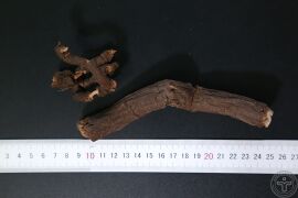 YP-黑老虎根-1.JPG