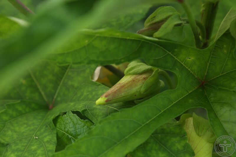 文件:黄蜀葵04.jpg
