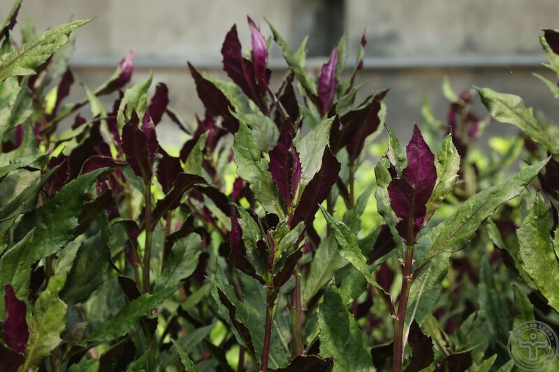 文件:红凤菜03.jpg