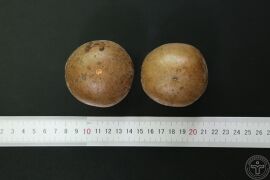 YP-罗汉果-0.JPG