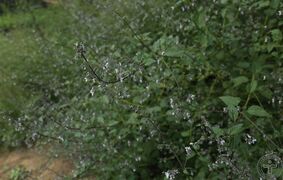 蓝萼香茶菜03.jpg