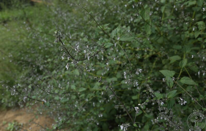 文件:蓝萼香茶菜03.jpg