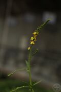 龙牙草05.jpg