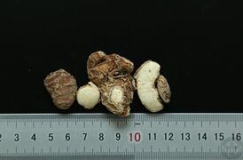YP-山柰-1.JPG