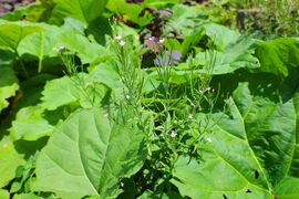 长籽柳叶菜01.jpg