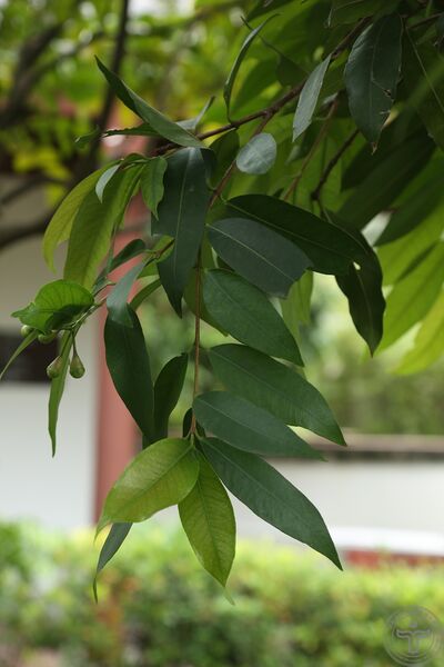 文件:蒲桃08.jpg