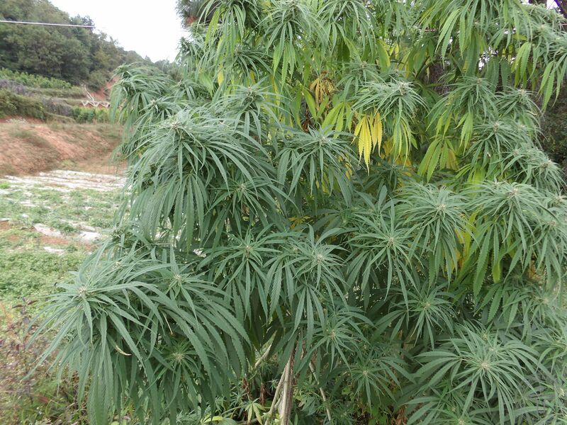 文件:大麻01.jpg