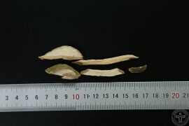YP-香橼-1.JPG