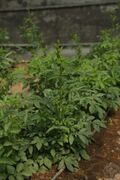 龙牙草02.jpg