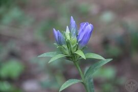 龙胆04.jpg