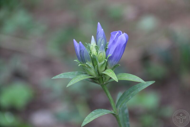 文件:龙胆04.jpg