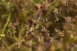 蓝萼香茶菜02.jpg