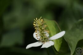 蕺菜18.jpg