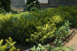 费菜14.jpg