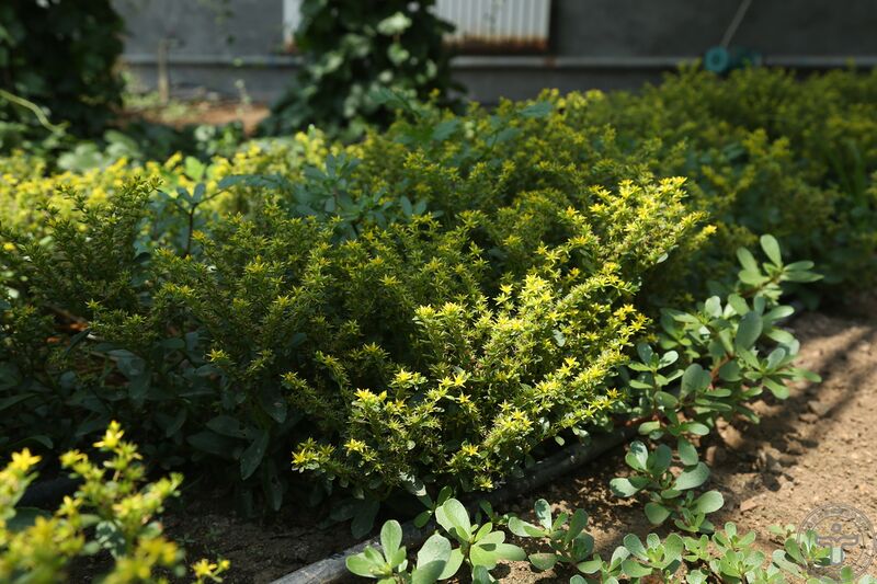 文件:费菜14.jpg