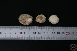 YP-天南星-0.JPG