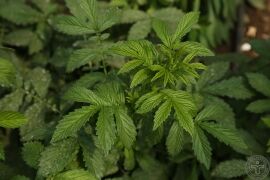 龙牙草04.jpg