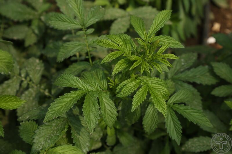 文件:龙牙草04.jpg
