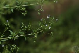 水棘针03.jpg