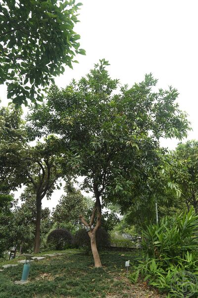 文件:蒲桃03.jpg