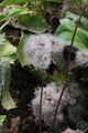 2021年12月10日 (五) 07:38的版本的缩略图