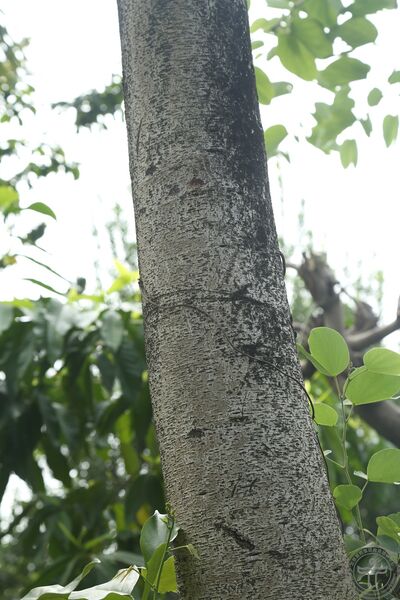 文件:羊蹄甲01.jpg