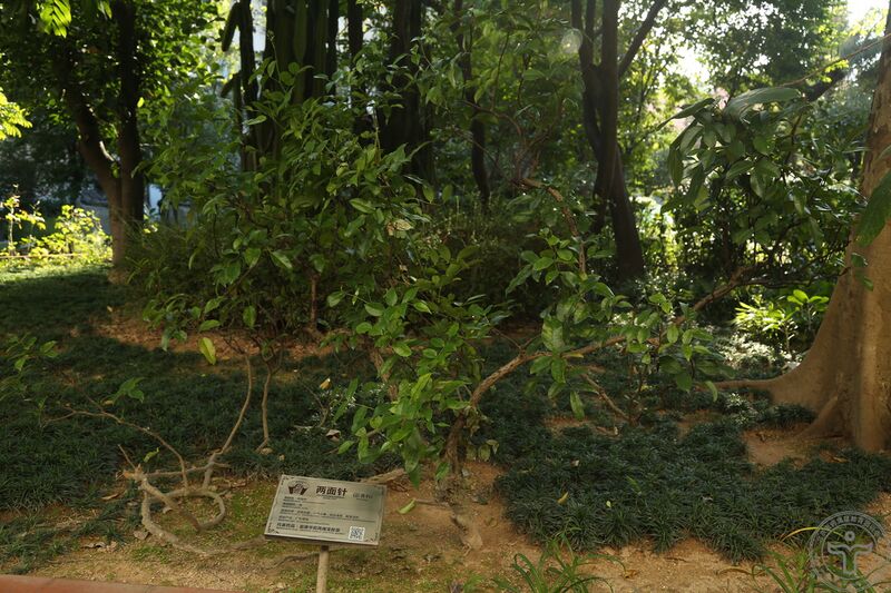 文件:两面针03.jpg