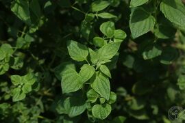 蓝萼香茶菜08.jpg