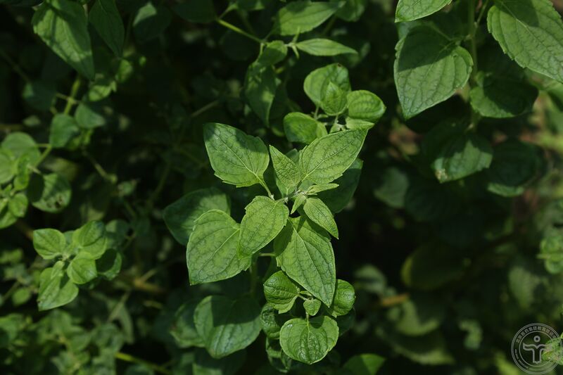 文件:蓝萼香茶菜08.jpg