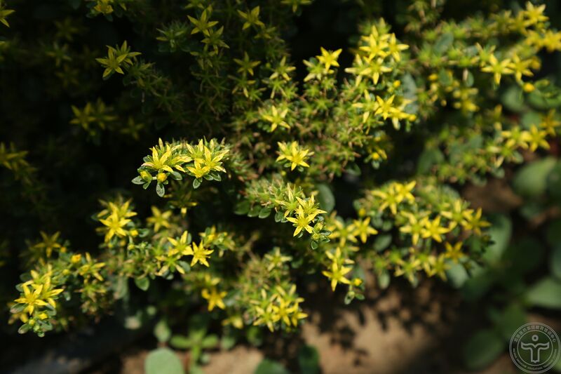 文件:费菜04.jpg