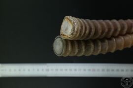 YP-羚羊角-2.JPG