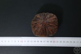 YP-血竭-1.JPG