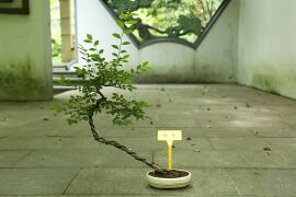 榔榆02.jpg