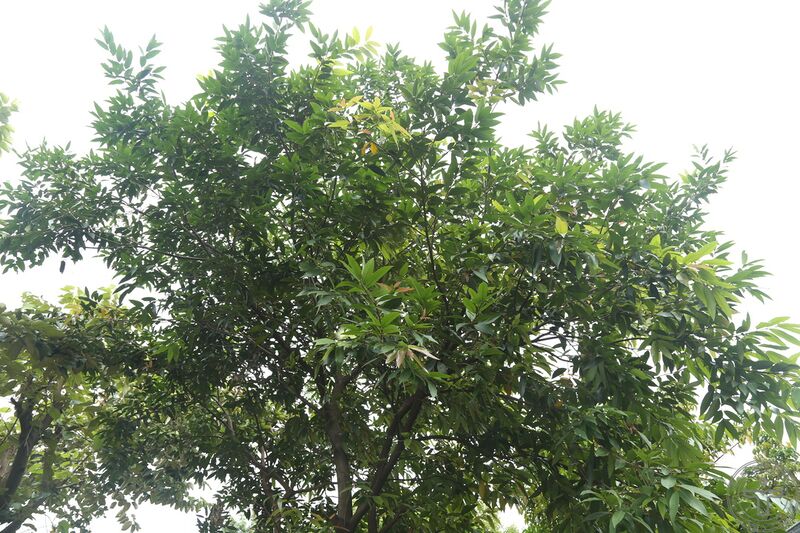 文件:蒲桃06.jpg