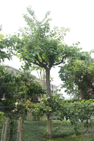 文件:羊蹄甲04.jpg