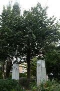 见血封喉04.jpg