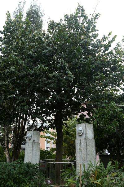 文件:见血封喉04.jpg