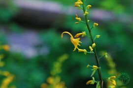 舞花姜03.jpg
