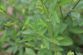 龙牙草19.jpg