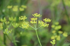 杭白芷03.jpg